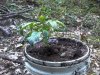 0414plant.jpg