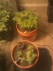 IMG_20130414_161112.jpg