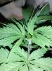 leaf1.jpg