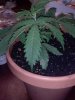 leaf3.jpg
