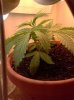 leaf6.jpg