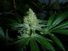 ChemDawg week9 #2.jpg ChemDawg week9 #2.jpg