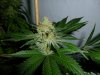 ChemDawg week9 #3.jpg ChemDawg week9 #3.jpg