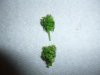 4-16-13 Harvest Sample #1.jpg 4-16-13 Harvest Sample #1.jpg