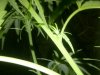 IMG-20130417-00408.jpg