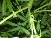 IMG-20130417-00410.jpg