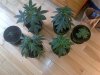IMG-20130417-00458.jpg