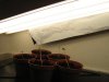 plant.jpg