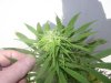 Plants 009.jpg