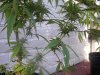 Plants 024.jpg