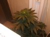 White widow 028.jpg White widow 028.jpg