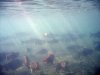 Secret Fish.jpg