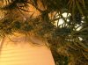 DSCN1006.jpg