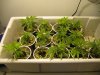 three weeks from taking cuttings 008.jpg