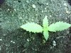 IMG_20130418_000255.jpg