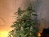 lemon kush 006.jpg