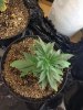 d25_BubbaKush.jpg