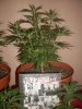 Group 2 Trainwreck cuttings 28 days + Nirvana Northern Lights 21 Days From Seed.jpg