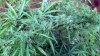 2013-04-20_16-02-06_650.jpg