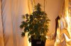 IMG_5964bubbel1.jpg