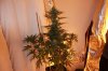 IMG_5998slh2.jpg