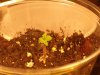 plant 002.JPG