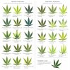 All Leafs.jpg