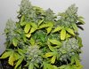 Seedsman White Widow(Topped) - Close-up Aerial.jpg