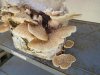 Polyporus-sqamosus1.3.jpg