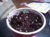 lol plant 001.JPG