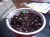 lol plant 002.JPG