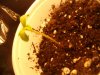 lol plant 003.JPG