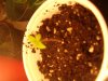 lol plant 004.JPG