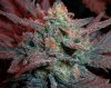 bkoon-567953-albums-1st-grow-picture2627823-delicious-seeds-auto-critical-jack.jpg
