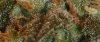 IMG_6554crop.jpg