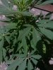 plant1.jpg