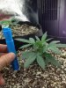 Dinafem White Widow Auto Week 4 minus 1 day.jpg