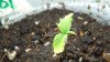 day17_firstgrow_8.jpg day17_firstgrow_8.jpg