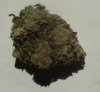 SFV OG Kush.jpg