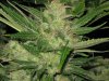 three weeks from taking cuttings 028.jpg