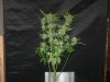 three weeks from taking cuttings 029.jpg