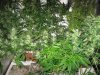 three weeks from taking cuttings 035.jpg