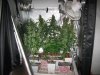 three weeks from taking cuttings 043.jpg