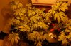 DSC_0366.jpg DSC_0366.jpg