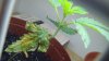 SAM_0626.jpg SAM_0626.jpg