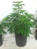Blue dream.jpg Blue dream.jpg