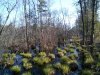 swamp.jpg swamp.jpg