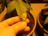 DSC00755.jpg