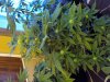 DSC02368.jpg