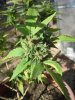 bbkush_may1_2013.jpg bbkush_may1_2013.jpg